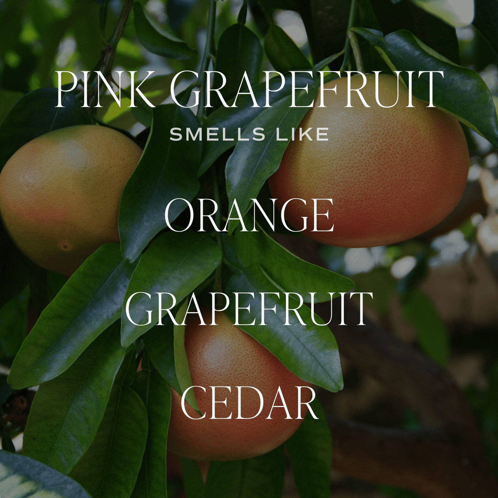 Pink Grapefruit Clear Reed Diffuser